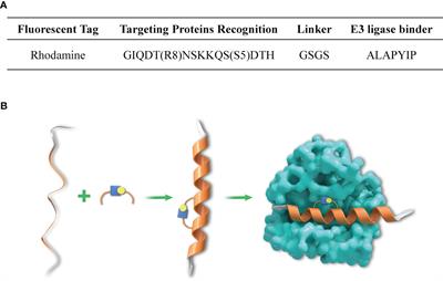 Stapled peptide PROTAC induced significantly greater anti-PD-L1 effects than inhibitor in human cervical cancer cells